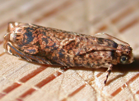 Sumac Leaf Tortrix